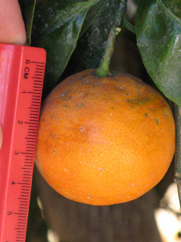            Fruit (Riverside, CA)   